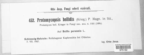 Protomycopsis bellidis image